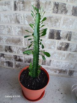 Beautiful Indoor/Outdoor plant-African Milk Tree