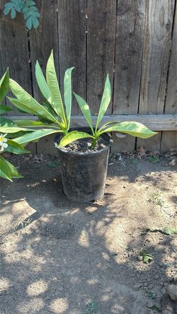 Flowers plumeria