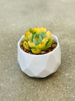 Succulents plants 🪴
