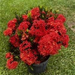 IXORA DWARF RED (3 Gallon Pot)