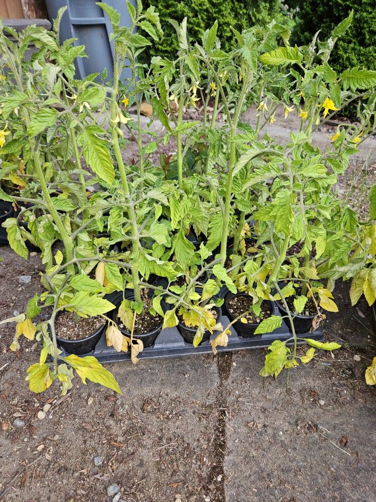 Tomato Plant
