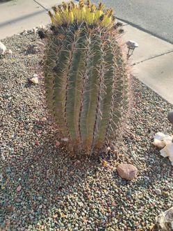Large fishhook barrel Cactus 33 tall and 72 around in good health $150