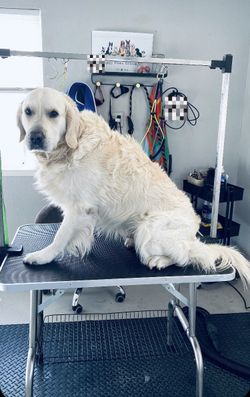 Dog bath