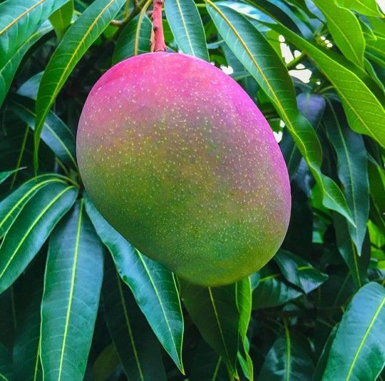 Grafted Mango Tree