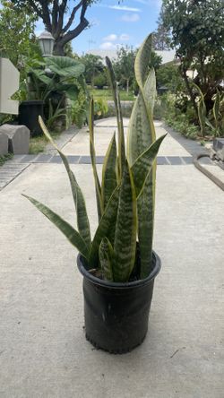 Snake plant - Indoor/Outdoor $9