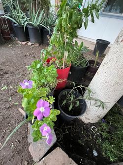 Aloe Vera Moss Rose And Flower Plants