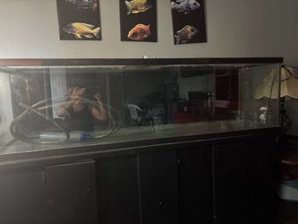 Fish tank 6 ft