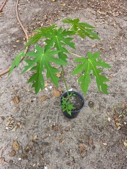 Papayas planta