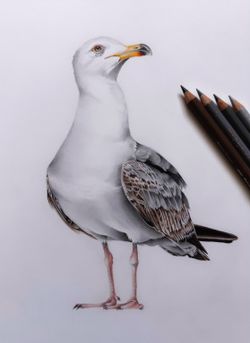 Seagull