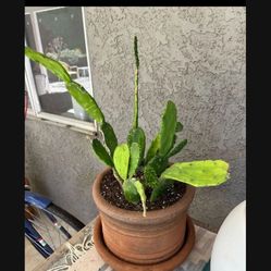 Cactus Plant 