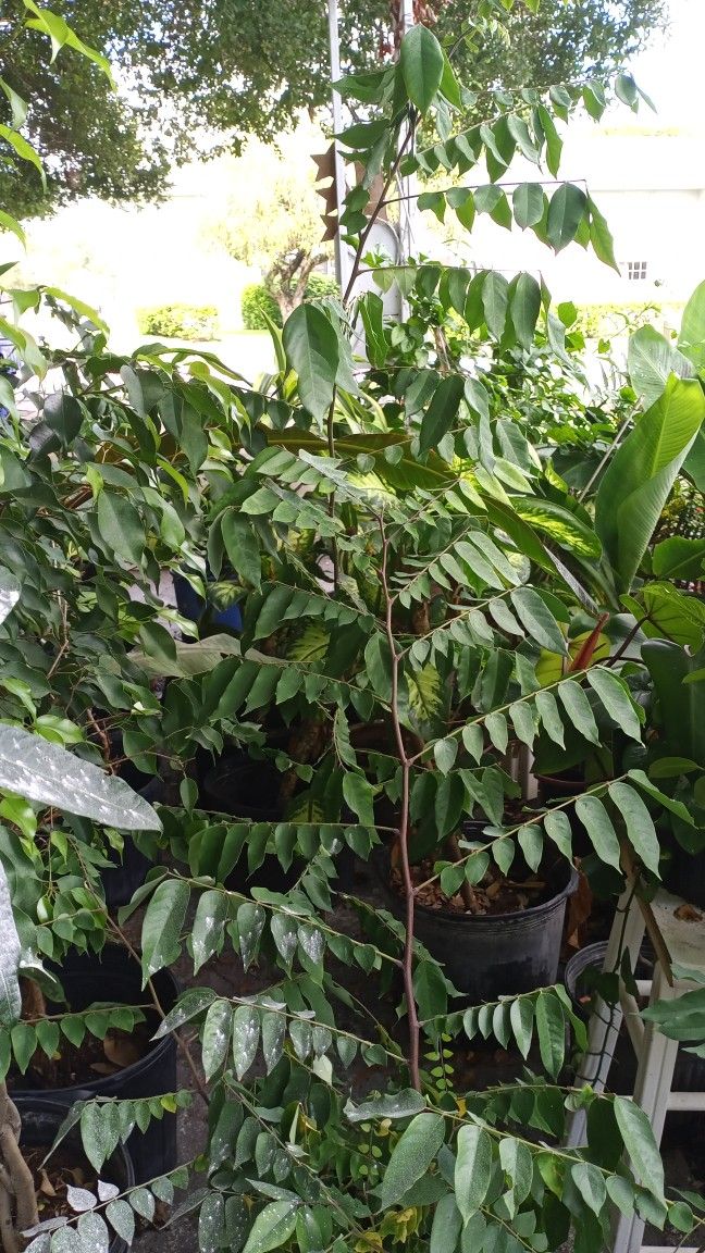 Star Fruit Tree. NO Shipping. Tree Is Bearing Fruit Now