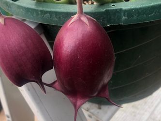 Planta floriando