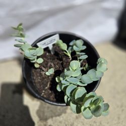 Succulent