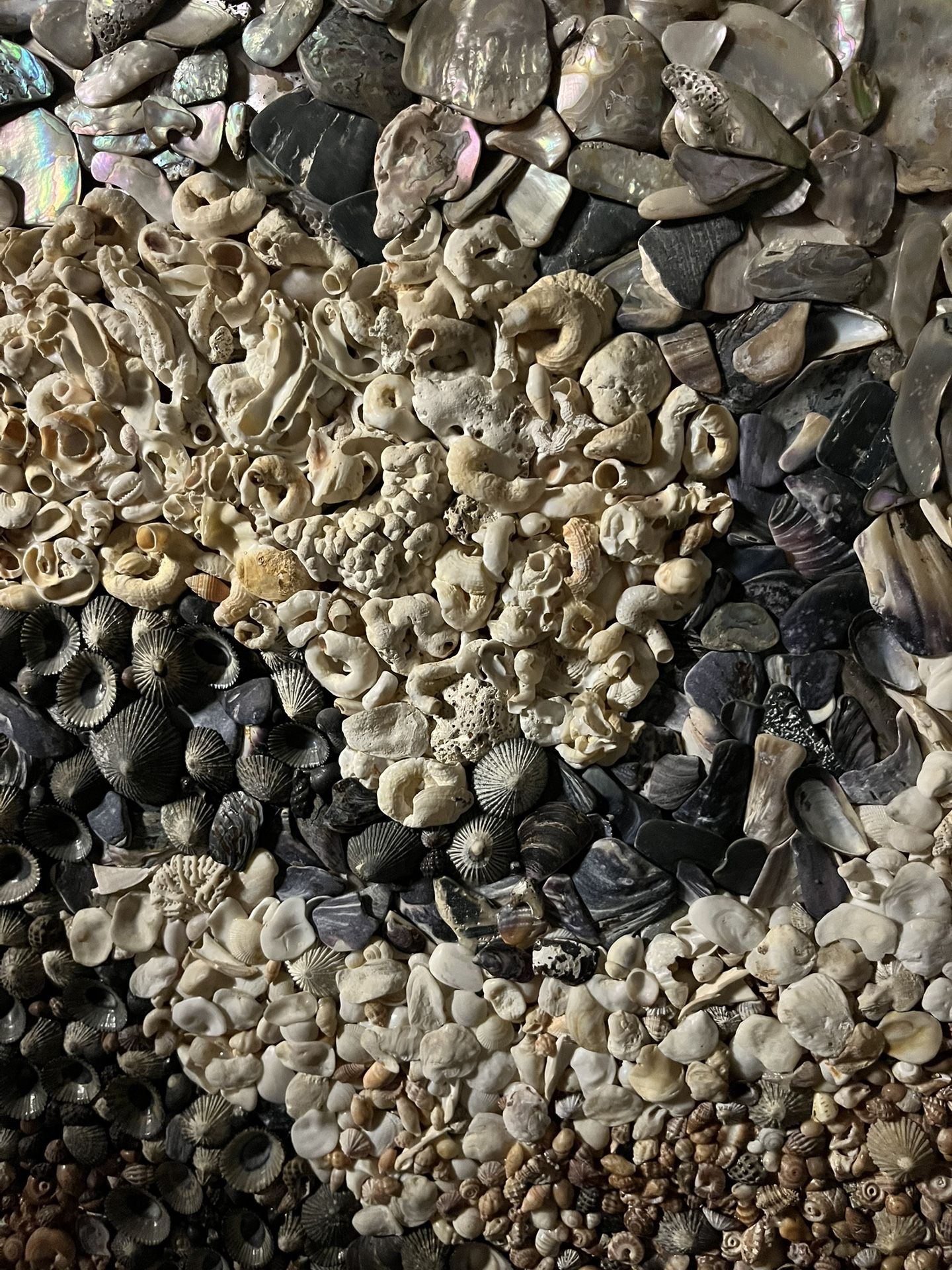 Sea Shell Mosaic 