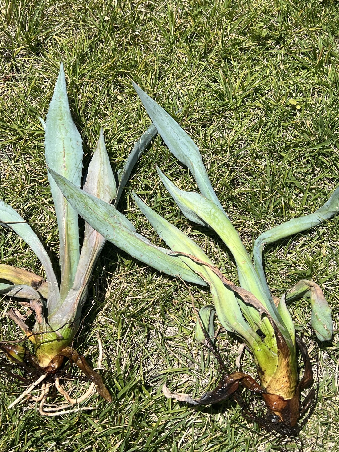 Agave bare root succulents $2 each