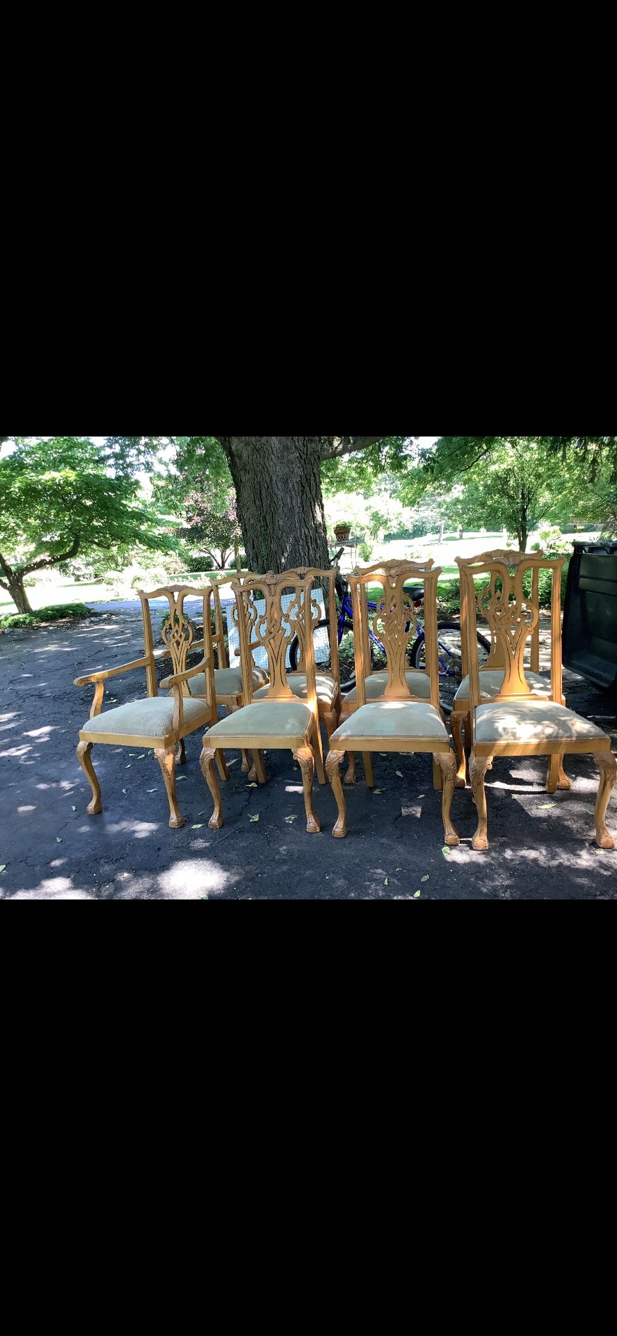 Dining Chairs