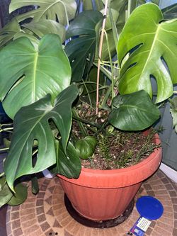 Standard Price Charting On Plants