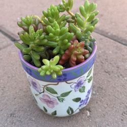 Jelly Bean Variety Succulent In Cute Floral Bee Pot 