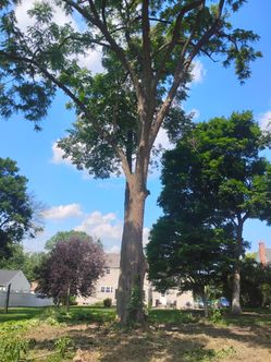 2 Mature Black Walnut Trees –Great for Lumber & Milling