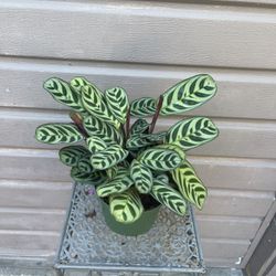 6” calathea burle marxii 