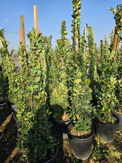 Texas Privet 