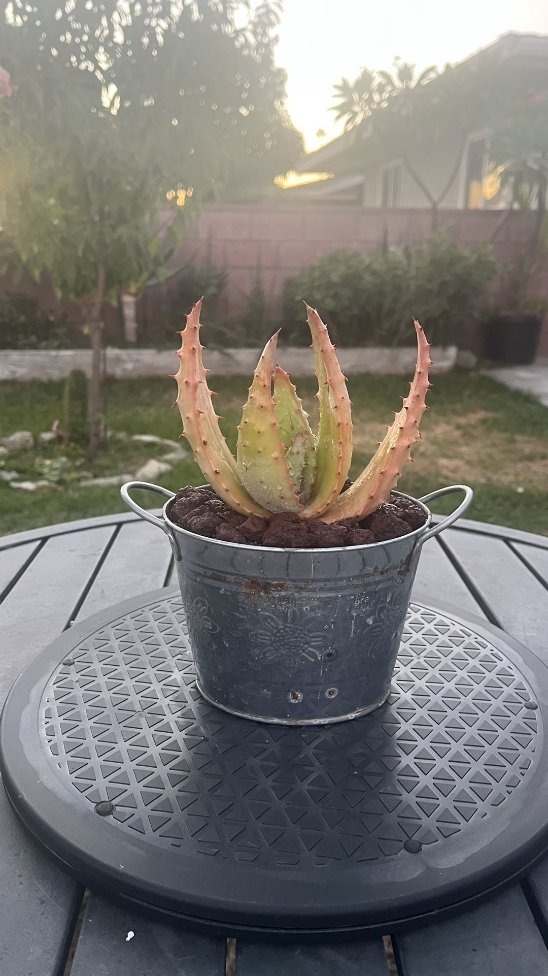 Very Healthy Aloe Aculeata In Metal Vase 
