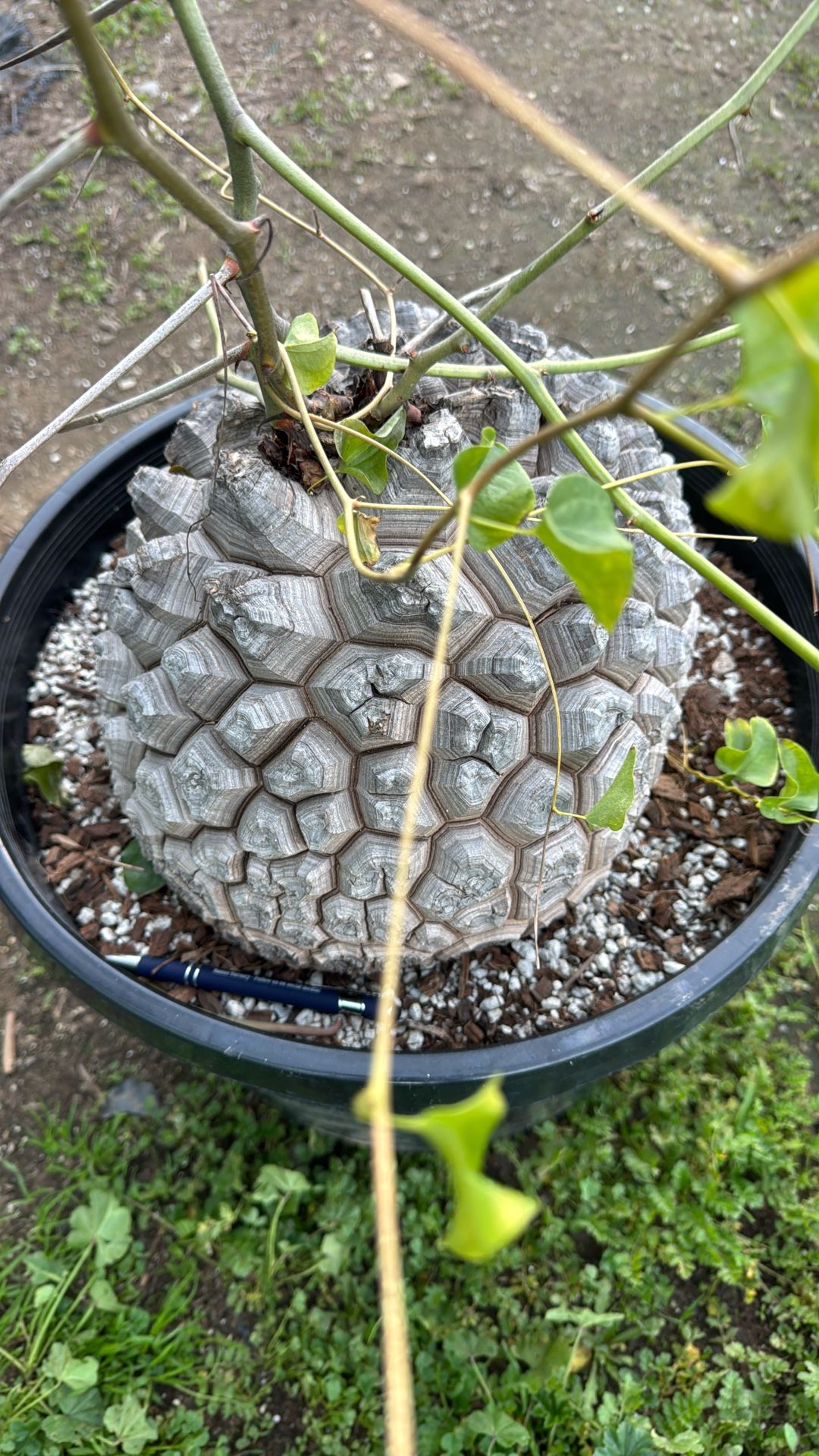 Dioscorea elephatines | African Tortoise Shell Plant | 30 Years Old 