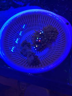 Anemone for sale aquarium decor coral Ranbow bubble tip