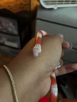 Albino milksnake