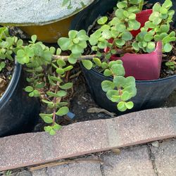 Plantas De Abundacia  $6.00 Cada Una 