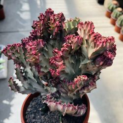 Euphorbia Crest Cactus Imported