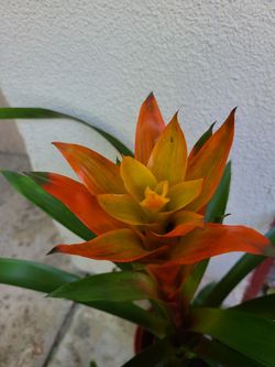 Succulent flower