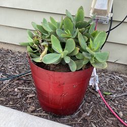 Medium Sized Succulent In Pot