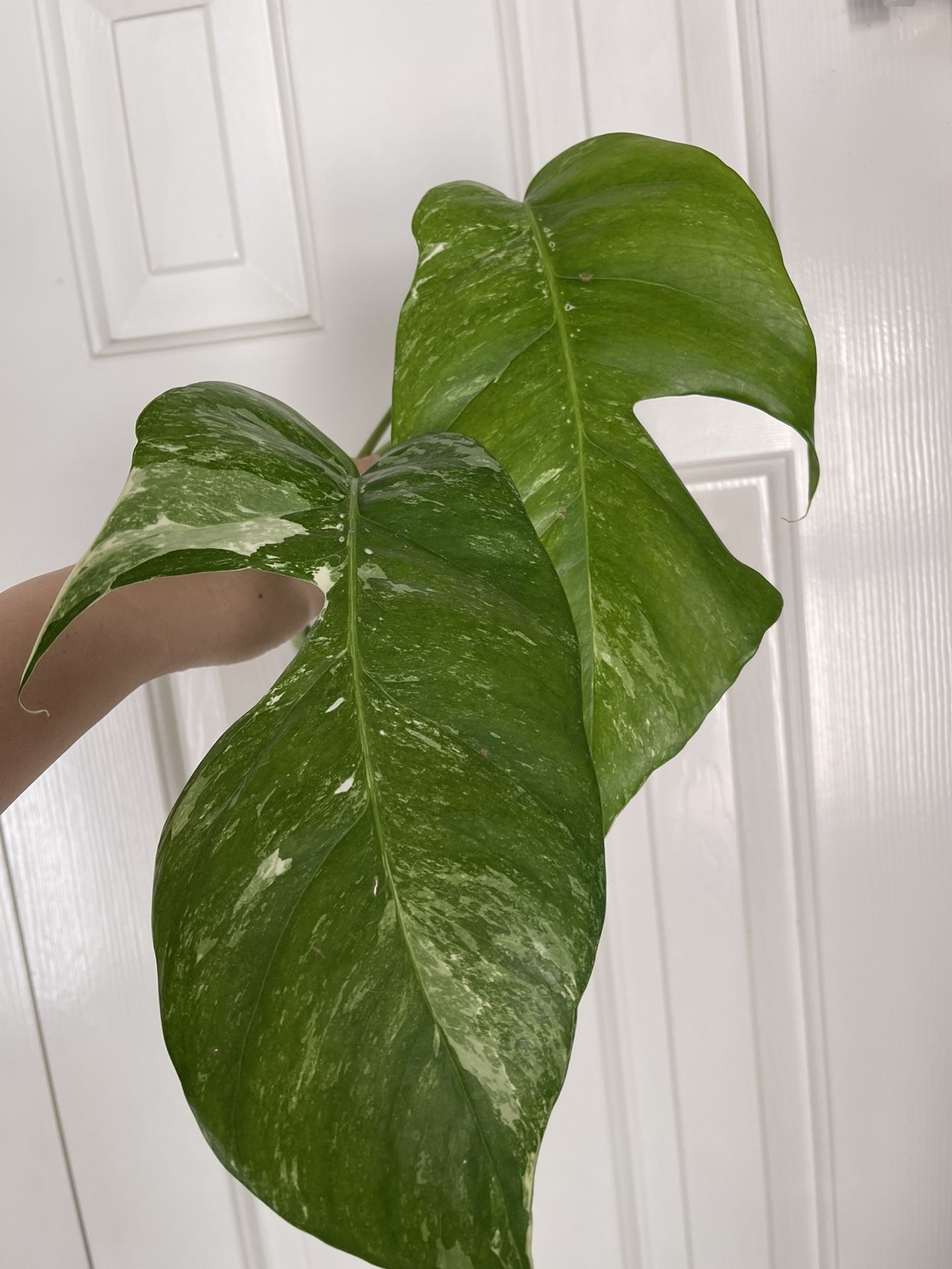 Albo Epi Plant CUTTING-rooted