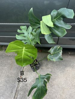 Monstera Deliciosa Plants (read Description Below)