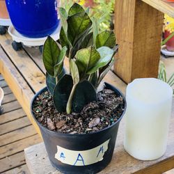 Live indoor Raven ZZ plant in a plastic nursery planter pot—firm price