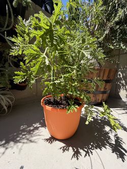 Citronella Plant (Live)