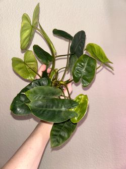 Snake plant & rev Burle Marx