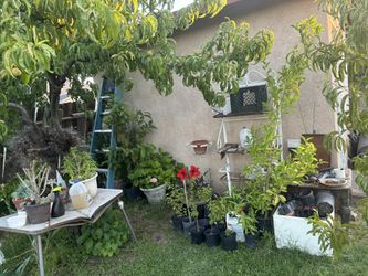 Miscellaneous Plantas Plants 