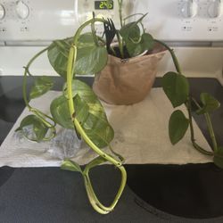 Pothos Plant 