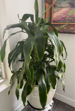 Plant with Pot