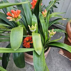 5 Huge  & 9 Sapling Clivia , Clivia miniate, Bush Lily, Natal Lily, Foliage Plants, Flowering Plants In Vintage Clay Pot
