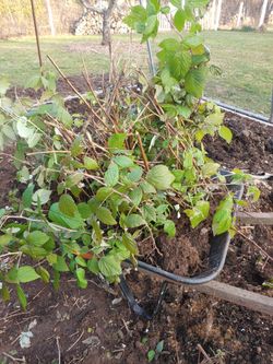 Raspberry Bushes, 