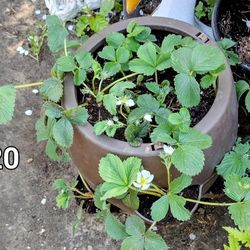 Large Strawberry Pot In Full Bloom Setting Fruit Soon