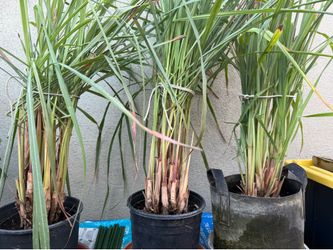 Lemon Grass (Tanglad in Philippines)