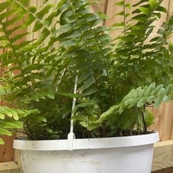 🌳🌳HELECHOS PLANT BASKET 🌳🌳