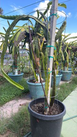 Dragon Fruit - Fresh Stems 