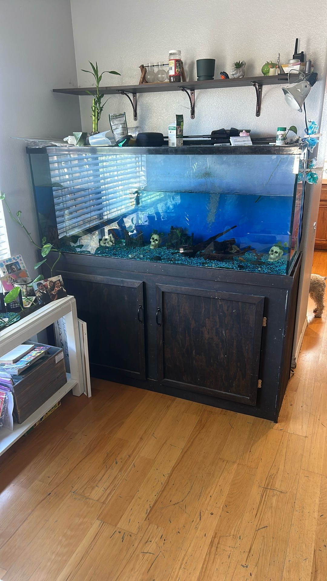 100 Gallon Fish Tank
