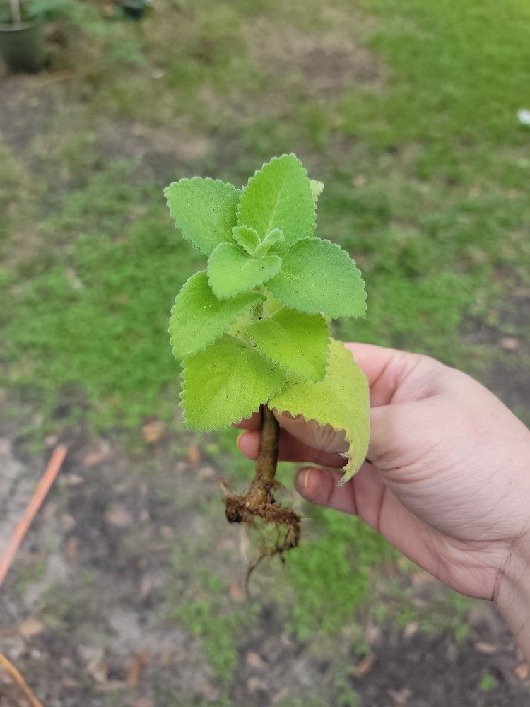 $7 Cuban Oregano Plant *With Roots* Not In Planter Or Soil