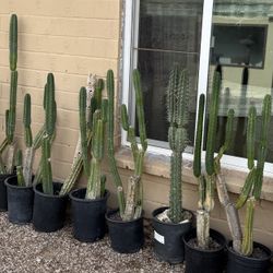 HEALTHY CACTUS-well rooted-ready to plant